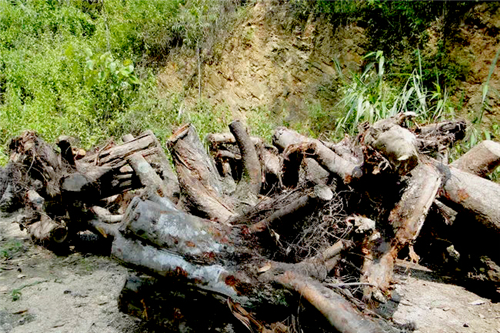 園林垃圾綠色處置，廢棄物變身有機(jī)肥