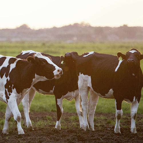 病死動物無害化破碎